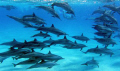 Dolfins in South Aegyptian Red Sea. Ambient light
SHOOT IN SKINDIVING WITH U/W SEALIFE DC-800 DIGITAL CAMERA 